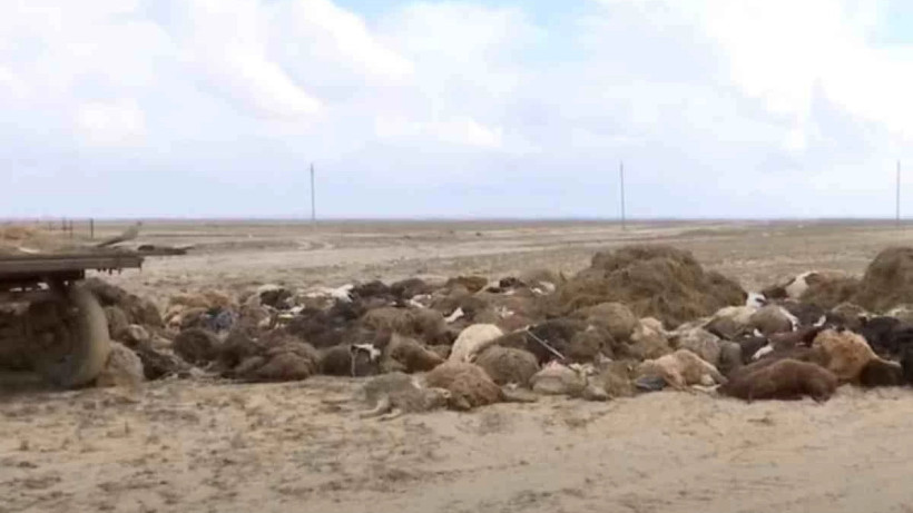  Видеодан алынған кадр 