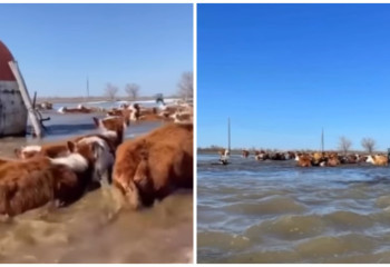 Су тасқыны салдарынан 8 мың бас мал өлді