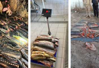 Жайық-Каспий бассейні аумағында 1,5 тоннаға жуық балық тәркіленді