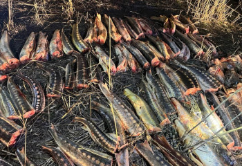 Атырау облысында жарты тоннаға жуық бекіре тәркіленді