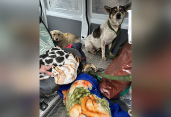 Волонтеры в Костанае за время паводков спасли более 200 кошек и собак