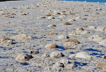 Батыс Қазақстанда мыңнан астам киік қырылды