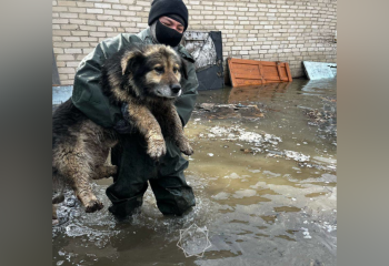 В СКО спасатели рассказали, как из зон подтопления вытаскивают животных
