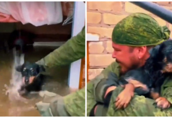 В Оренбурге такса постучалась в окно, чтобы ее увидели спасатели