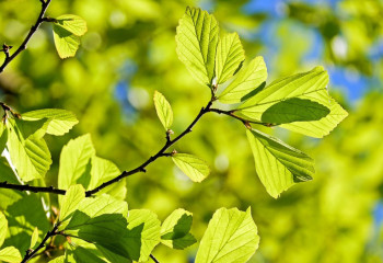 «+30 градус». Алдағы күндері ауа райы қандай болады