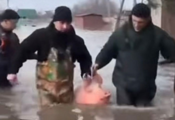 Спасение хрюшки в Петропавловске умилило соцсети