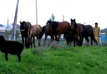 Түркістан облысында екі ауылдағы малдан құтыру ауруы анықталды