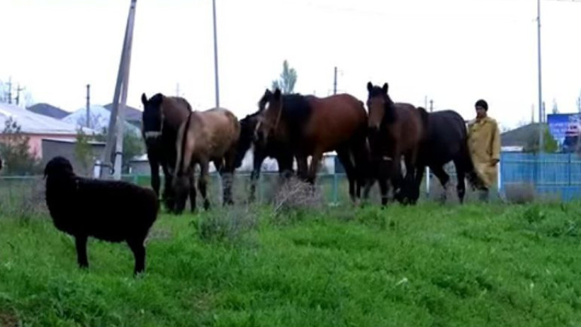  Видеодан кадр 