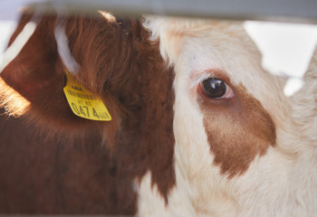 Карантин объявили в сёлах Туркестанской области из-за бешенства скота