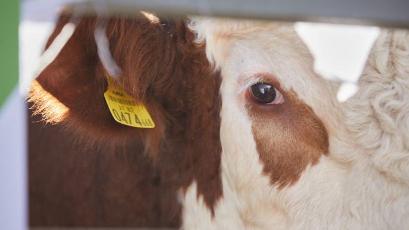  ©El.kz/Газиз ШАКИРОВ 