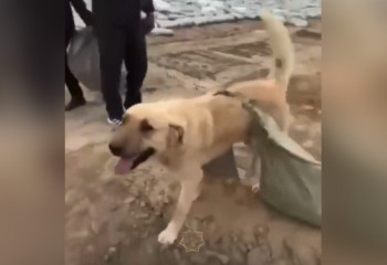 Строящий дамбу пес восхитил казахстанцев