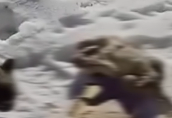 Өскеменде күшіктерді аяусыз балталаған азамат ұсталды