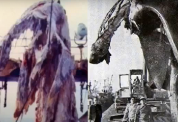 Японские рыбаки выловили давно вымершего динозавра у берегов Новой Зеландии