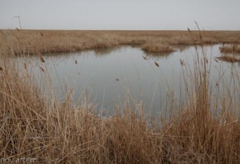 ТЖМ: Жайық өзенінде су деңгейі 8 см-ге көтерілді