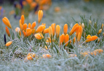 Синоптиктер 8 градусқа дейін аяз болатынын хабарлады