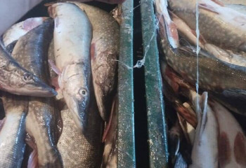 115 кг щуки изъяли у жителя ВКО