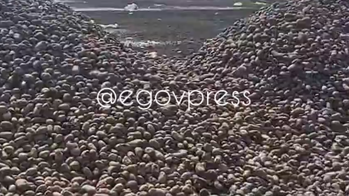 Павлодар облысында далада тау болып үйіліп жатқан картоптың видеосы тарады