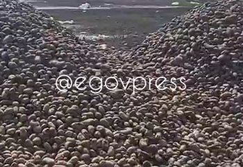 Павлодар облысында далада тау болып үйіліп жатқан картоптың видеосы тарады