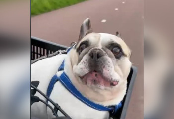 Умеющую разговаривать собаку показали в сети