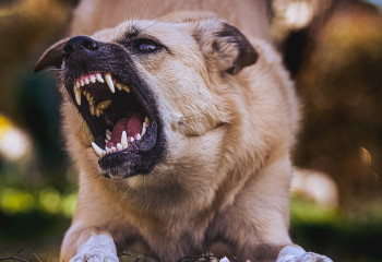 Түркістан облысында жыл басынан бері мыңға жуық адамды ит қапқан