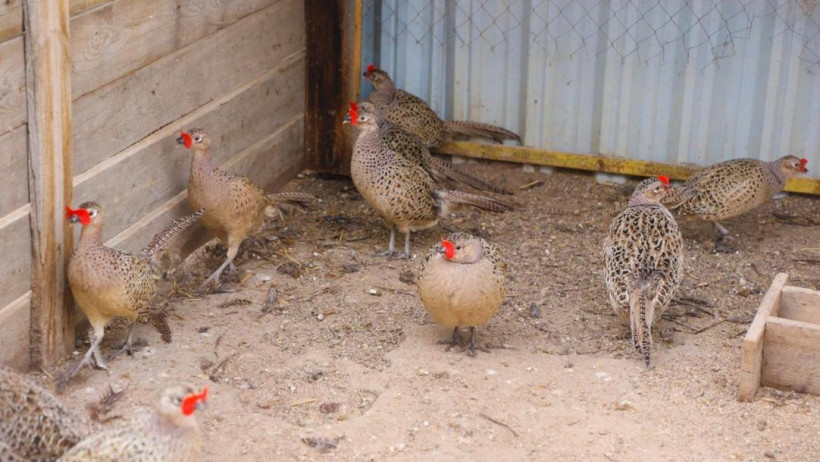  Астана әкімдігінің баспасөз қызметі 