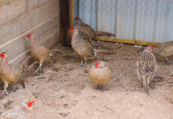 700 фазанов выпустили на территории зеленого пояса Астаны