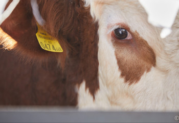 Более 8 тысяч голов скота погибло при наводнении в Казахстане - МСХ