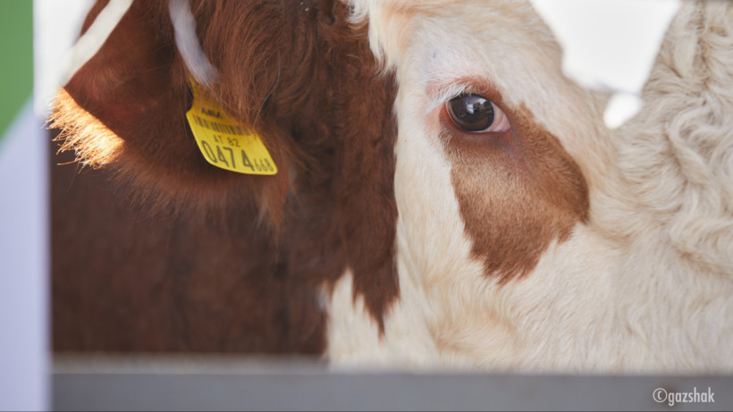  ©El.kz/Газиз ШАКИРОВ 