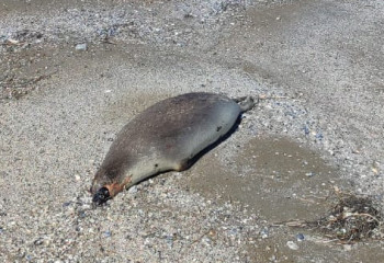 Каспийде итбалықтардың неден қырылғаны әлі анықталмады