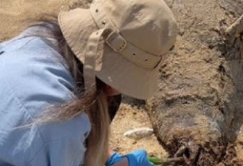 В Мангистауской области за три дня нашли 79 мёртвых тюленей