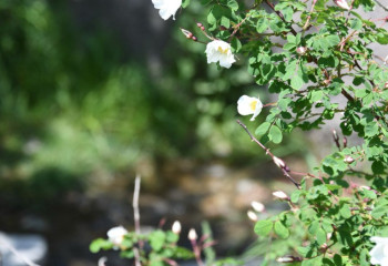 Алматыда алма бақтарына ағаш отырғызу акциясы онлайн көрсетіледі