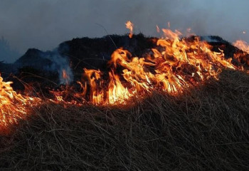 Балқаш көлінің жағалауында қамыс өртеніп жатыр