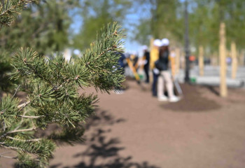 Свыше 123 тысяч молодых деревьев высадят в Восточном Казахстане