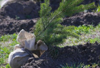 Павлодарда биыл 20 мыңға жуық түп ағаш отырғызылады