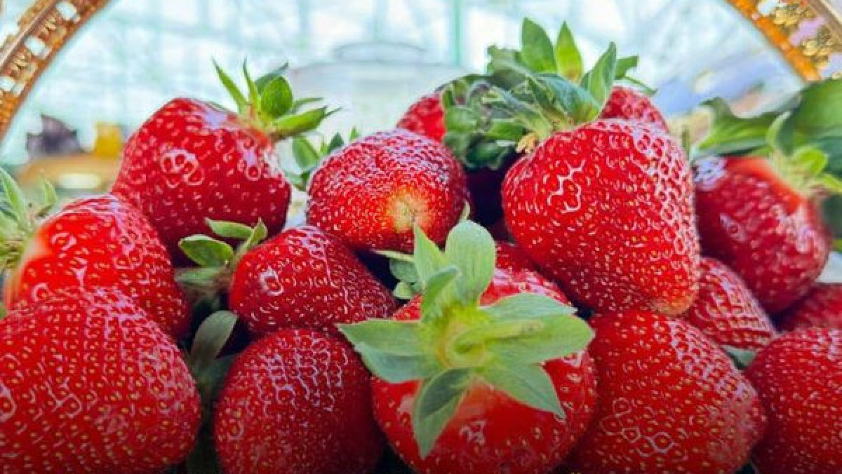  Түркістан Өңірлік коммуникациялар қызметі 