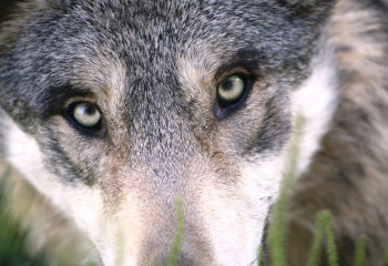 ШҚО-да қасқыр жер үйге  кіріп, адамдарға шабуыл жасады