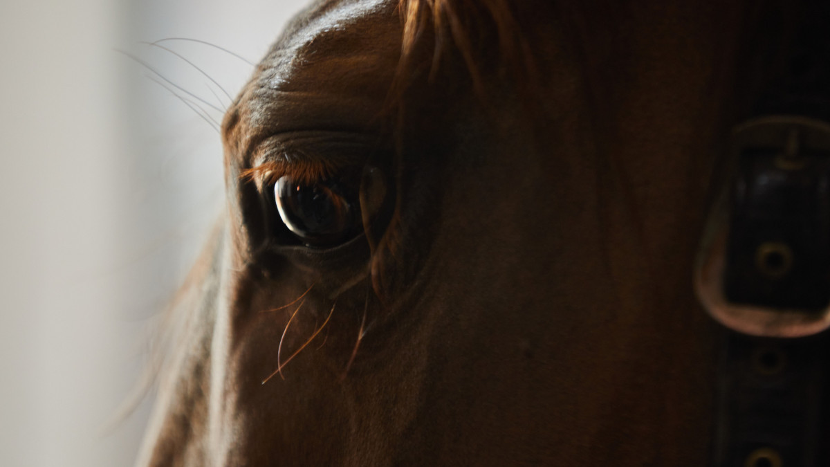 Лошадей на 12 млн тенге украл скотокрад у жителя Жетысу