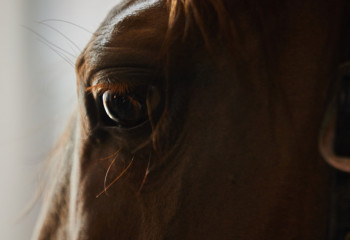 Лошадей на 12 млн тенге украл скотокрад у жителя Жетысу