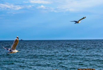 По дну Каспия проведут энергокабель, который соединит три страны