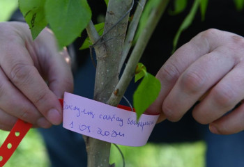 Свыше 500 саженцев высадили медицинские и работники культуры Актобе