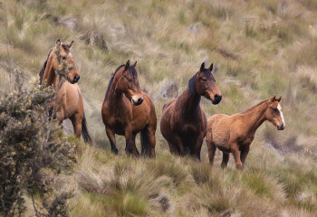 Ақмола облысында бір ауылдан 250-ге жуық жылқы жоғалды