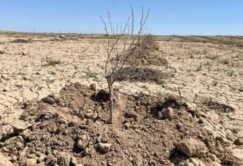В Мангистау выращивают оливковые деревья