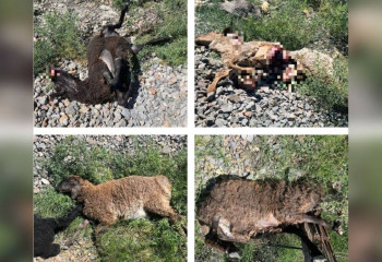 Қызылордада жүк пойызы 11 қойды қағып кетті