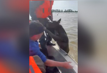 Спасение жеребят на лодках попало на видео в Западно-Казахстанской области