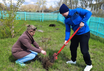 Фруктовые сады возрождают в Костанайской области в рамках акции «Таза Қазақстан»