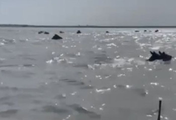 БҚО-да бір үйір жылқы суға батып кете жаздады