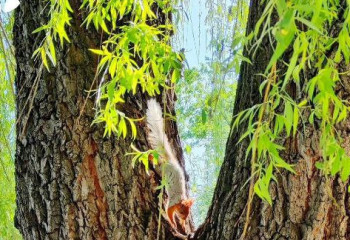 Алматыдағы ботаникалық бақ бір күнге жабылады