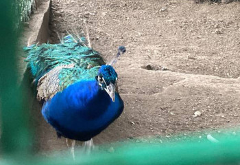 Эвакуированные животные вернулись в зоопарк Уральска