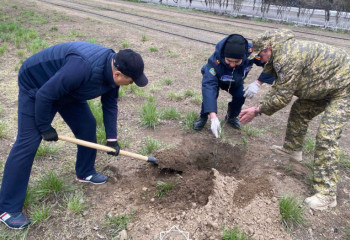 Порядка тысячи молодых деревьев высадили спасатели Павлодарской области