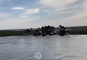 Жайық өзенінен шыға алмай қалған 65 жылқы құтқарылды